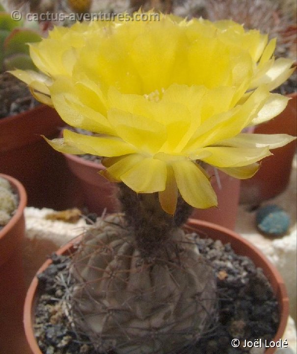 Acanthocalycium glaucum DSCF1613