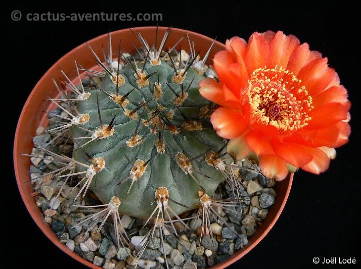 Acanthocalycium munitum (red fl.) P1260382