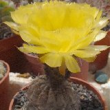 Acanthocalycium glaucum DSCF1613.JPG