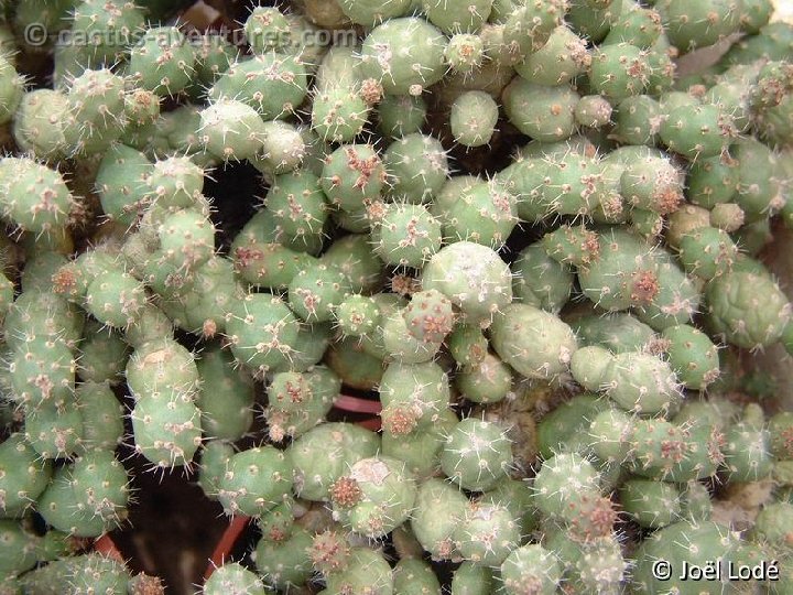 Airampoa minuscula cf. ex Tephrocactus minor Dscf1951