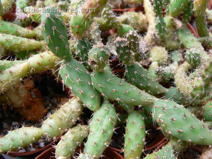 Opuntia sp Tilcara P1130800