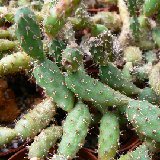 Opuntia sp Tilcara P1130800.JPG