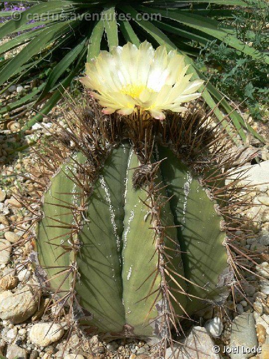 Astrophytum ornatum ®JLcoll.498