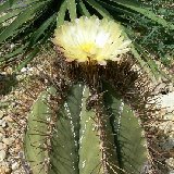 Astrophytum ornatum ®JLcoll.498.jpg