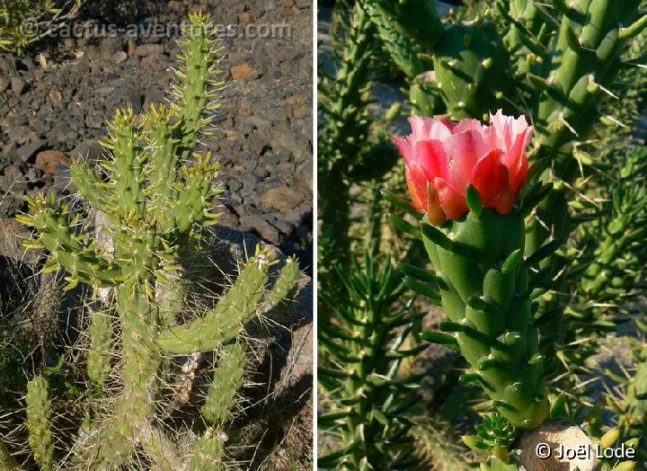 Austrocylindropuntia subulata 9 P1050683