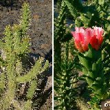 Austrocylindropuntia subulata 9 P1050683.JPG