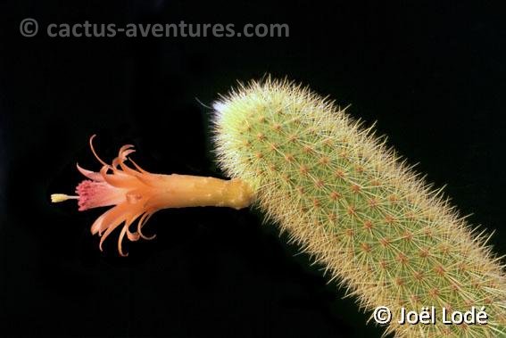 Borzicactus aureispinus JL543