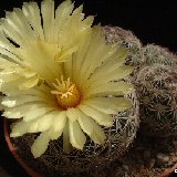 Coryphantha radians (Mexico)