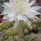 Echinopsis calochlora (Brasil)