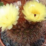 Notocactus schlosseri (Uruguay)