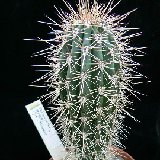 Pachycereus pringlei (Baja California, Mexico)