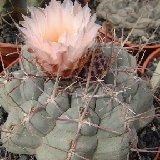 Thelocactus hexaedrophorus lloydii (Mexico)