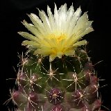 Thelocactus leucacanthus (Mexico)