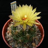 Coryphantha cornifera JL coll. (small quantity)