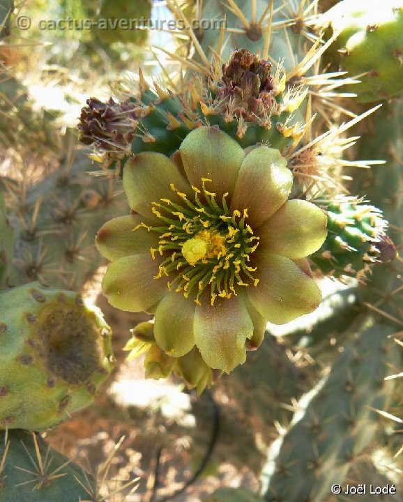 Cylindropuntia alcahes ssp. burrageana P1210254