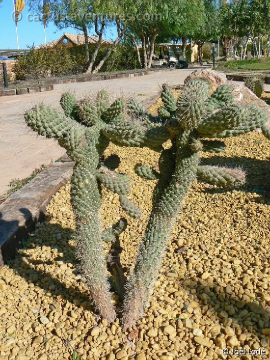 Cylindropuntia fulgida mamillata cristata P1060776