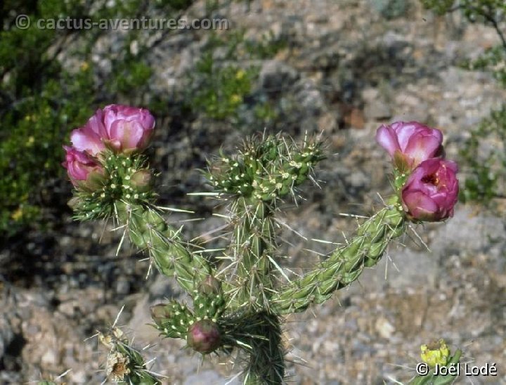 Cylindropuntia imbricata Garfield NM -048