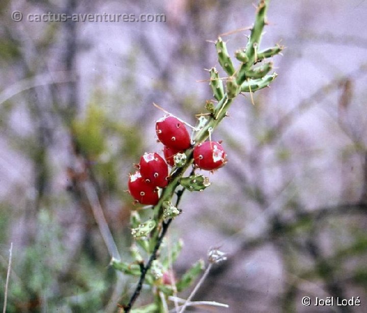 Cylindropuntia leptocaulis ssp. tenuispina (Chihuahua, Mex) -055