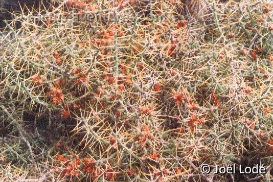 Cylindropuntia leptocaulis