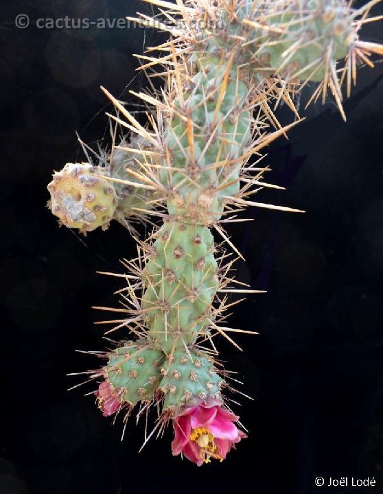 Cylindropuntia prolifera DSC 1200