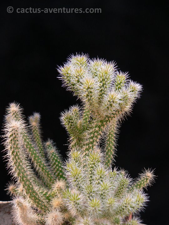 Cylindropuntia spinosior f minor P1220462