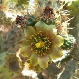 Cylindropuntia alcahes ssp. burrageana P1210254.JPG