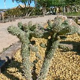 Cylindropuntia fulgida mamillata cristata (8.5 and 10.5cm Ø available)