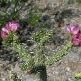 Cylindropuntia imbricata (Garfield, NM, USA)