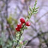 Cylindropuntia leptocaulis ssp. tenuispina (Chihuahua, Mex) -055.jpg