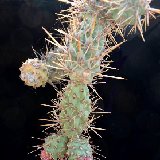 Cylindropuntia prolifera DSC_1200.JPG