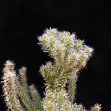 Cylindropuntia spinosior f. minor JL