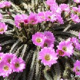 Echinocereus pentalophus JLcoll.