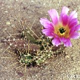 Echinocereus pentalophus ssp. procumbens JLcoll.