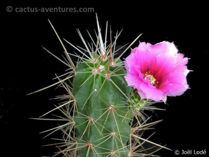 Echinocereus conglomeratus 885 P1120894