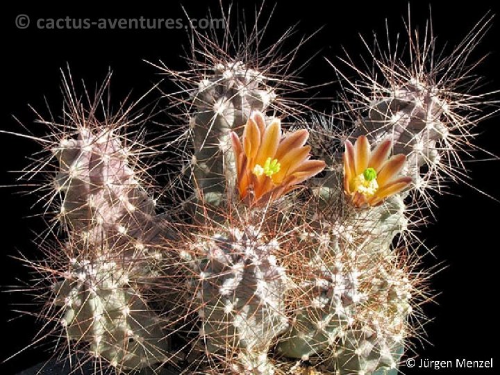 Echinocereus mapimiensis JM b 600