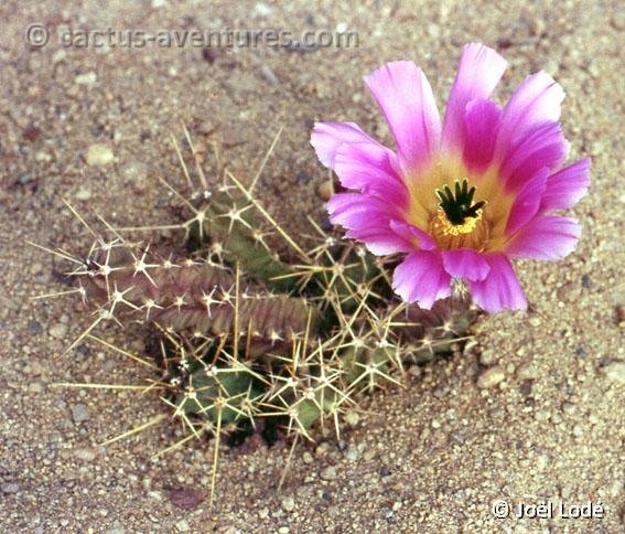 Echinocereus pentalophus ssp. procumbens JLcoll.1241