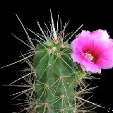 Echinocereus conglomeratus 885 P1120894.jpg