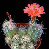 Echinocereus klapperi JLcoll.