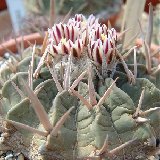 Echinofossulocactus coptonogonus Dscf5109.jpg