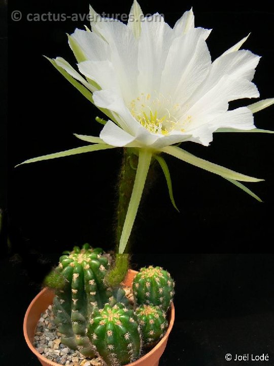 Echinopsis comarapana pereziensis P1260125