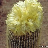 Eriocephala ex Notocactus lenninghausii (short spines)