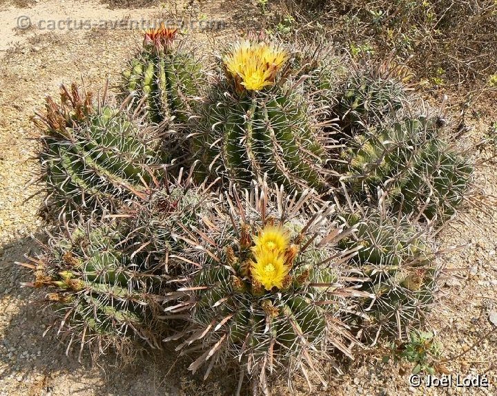 Ferocactus herrerae (ex horridus) P1100822