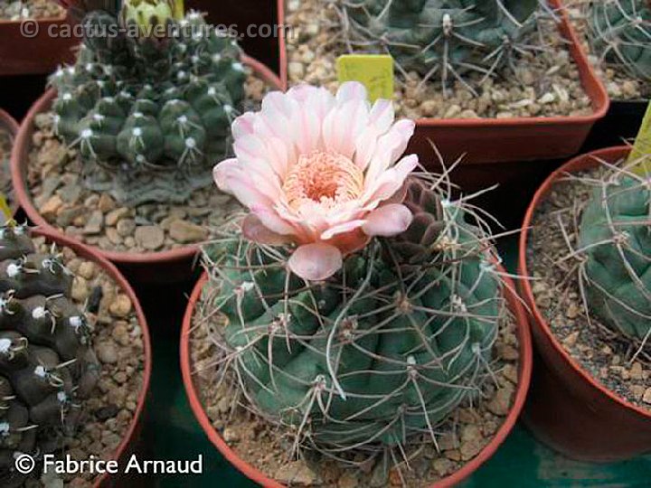 Gymnocalycium ritterianum AF ex P219 Sierra Famatina, La Rioja, Arg