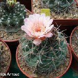 Gymnocalycium ritterianum AF ex P219 Sierra Famatina, La Rioja, Arg.jpg