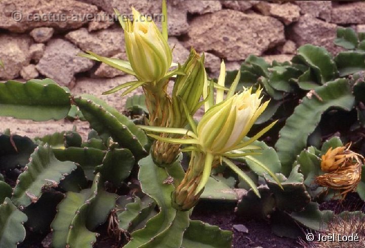 Hylocereus undatus -056