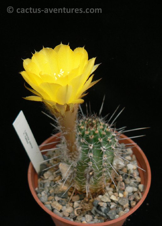 Lobivia aurea ssp. fallax P1260547