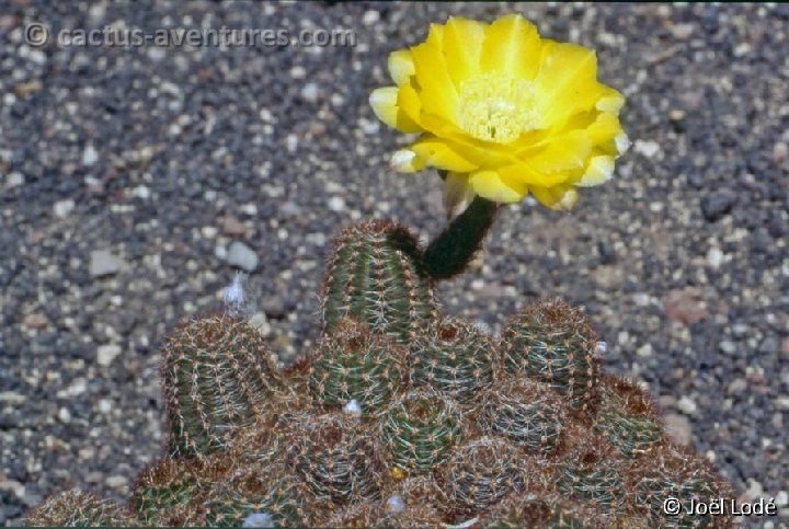 Lobivia haematantha densispina scoparia -016