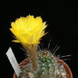 Lobivia aurea ssp. fallax (available 10.5cm and 12cm Ø)