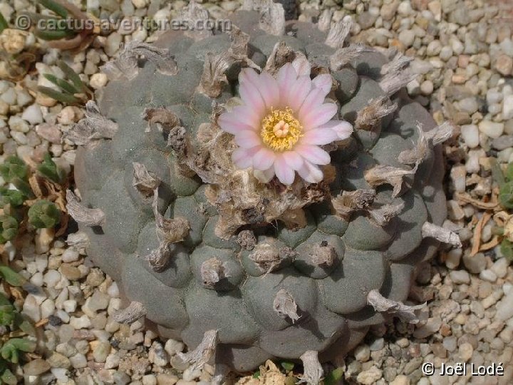 Lophophora williamsii ©JL