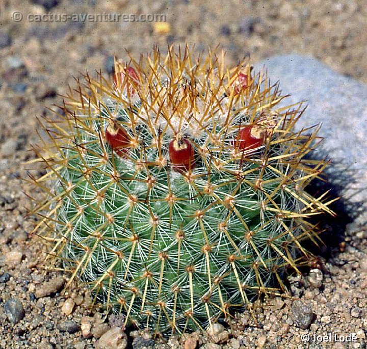 Mammillaria columbiana ssp. yucatanensis ©JLcoll.3078